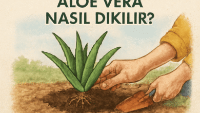Aloe Vera Nasıl Dikilir