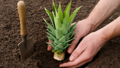 Ananas Nasıl Dikilir