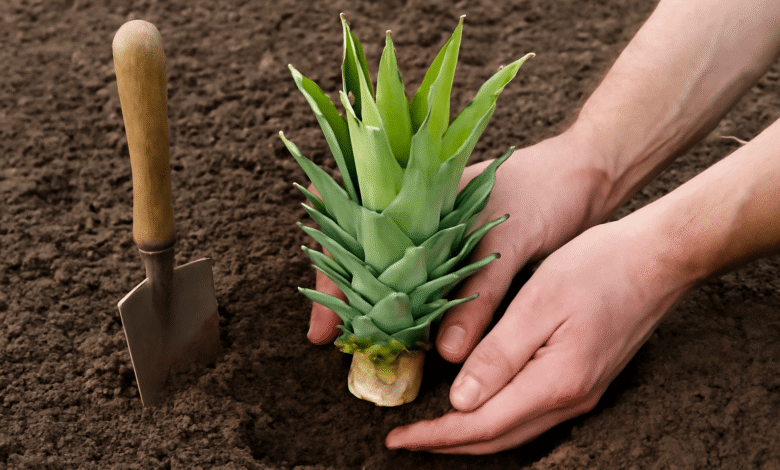 Ananas Nasıl Dikilir
