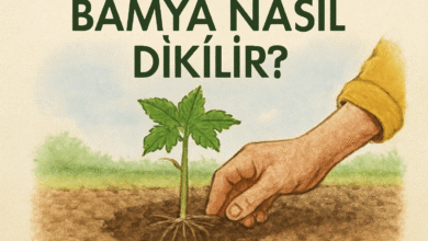 Bamya Nasıl Dikilir