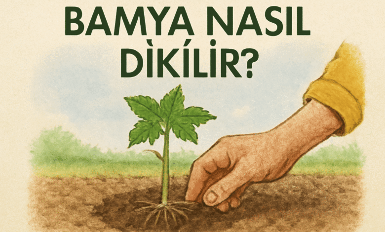 Bamya Nasıl Dikilir
