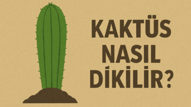 Kaktüs Nasıl Dikilir