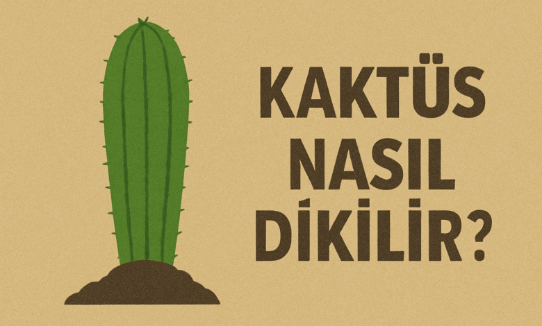 Kaktüs Nasıl Dikilir