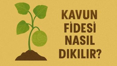 Kavun Fidesi Nasıl Dikilir