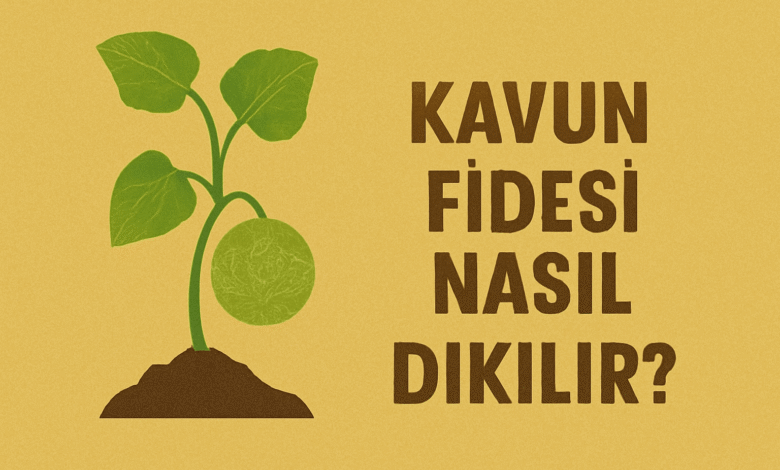 Kavun Fidesi Nasıl Dikilir