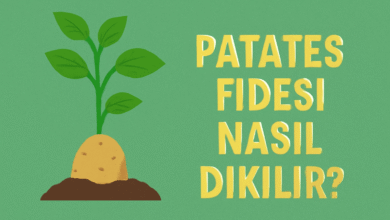 Patates Fidesi Nasıl Dikilir
