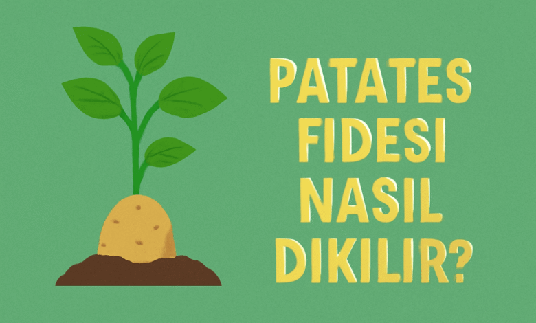 Patates Fidesi Nasıl Dikilir