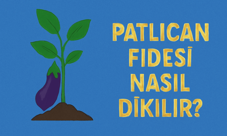 Patlıcan Fidesi Nasıl Dikilir
