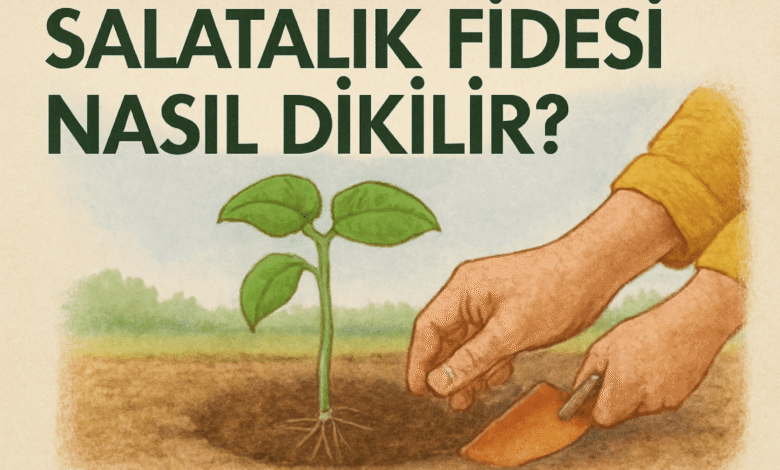 Salatalık Fidesi Nasıl Dikilir