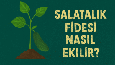 Salatalık Fidesi Nasıl Ekilir
