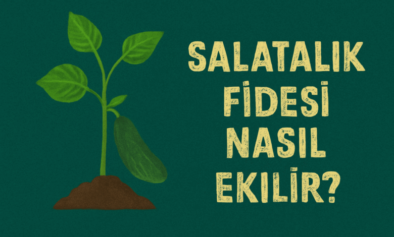 Salatalık Fidesi Nasıl Ekilir