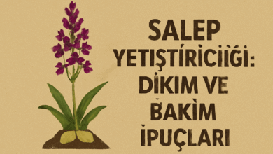 Salep Bitkisi Nedir