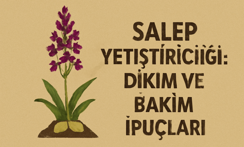 Salep Bitkisi Nedir