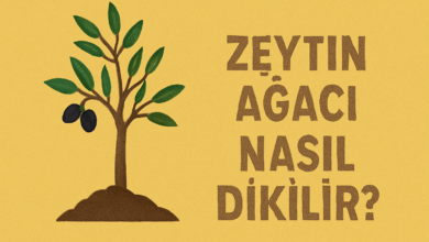 Zeytin Ağacı Nasıl Dikilir