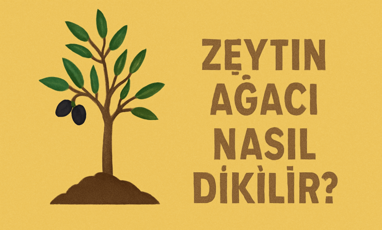 Zeytin Ağacı Nasıl Dikilir